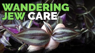 Wandering Jew Plant Care Growing Tradescantia Zebrina [upl. by Steep]