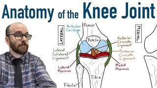 Anatomy of the Knee Joint [upl. by Leimad]