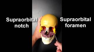 Anatomy of the Skull Part 2 [upl. by Sidran]