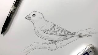 How To Draw A Bird [upl. by Carpenter]