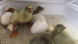 Goslings hatching [upl. by Lisle455]