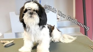 Grooming Guide  Lets groom Shih tzu 47 [upl. by Monetta]