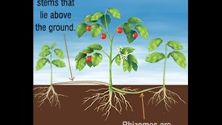 Differences and Similarities Between Stolons and Rhizomes [upl. by Lehpar493]