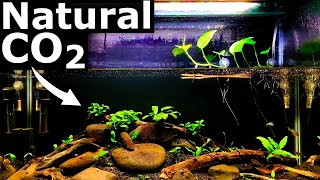 Natural CO2 in the Low Tech Planted Aquarium  Aquarium Science [upl. by Ruffin]