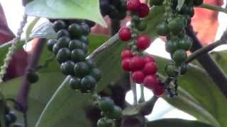 How to Grow Black Pepper Piper nigrum [upl. by Tneciv141]