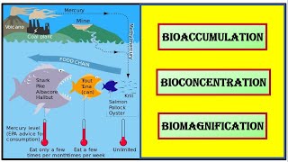 The truth about Bioaccumulation Bioconcentration amp Biomagnification [upl. by Porta]