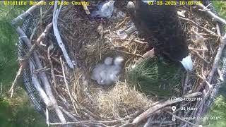 WRDC Eagle Nest Cam 18012025 1601 [upl. by Alakam]