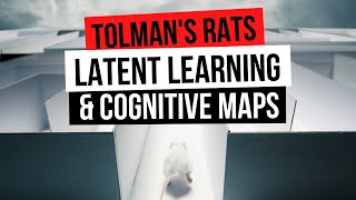 PSYCH TOLMANS RATS LATENT LEARNING amp COGNITIVE MAPS [upl. by Jaye671]