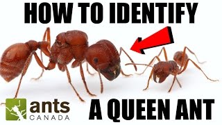 How To Identify a Queen Ant [upl. by Dlonyer]