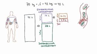 Intravascular and Interstitial Compartments [upl. by Amarillas]