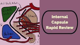 Internal Capsule Rapid Review [upl. by Bennett]