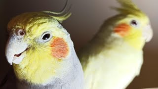 Cockatiel Sounds 24 HOURS of Cockatiel Singing for Lonely Cockatiels [upl. by Enived]