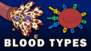 BLOOD TYPES  ABO and Rh Blood Group Systems [upl. by Peti]