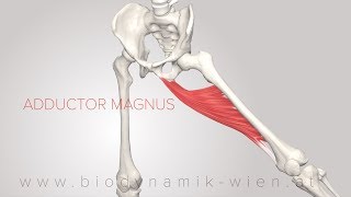 Adductor Magnus 3D Animation 4k [upl. by Feldt]