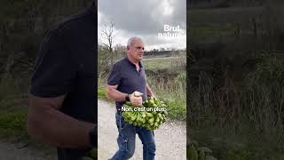 Il produit des bananes à Perpignan [upl. by Leicester]