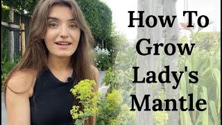 How To Grow Ladys Mantle Alchemilla mollis [upl. by Riebling]