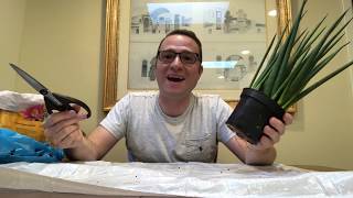 How to Repot Sansevieria Cylindrica [upl. by Dnilasor961]