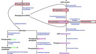 Lipid Biosynthesis  Phospholipid Synthesis 2 Cholines Serines amp Ethanolamines [upl. by Knipe]