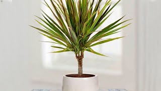 How to propagate DRACAENA MARGINATA from cuttings  DRAGON TREE care [upl. by Hitchcock110]