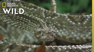 The Cascabel Rattlesnake  Worlds Deadliest Snakes [upl. by Melton]