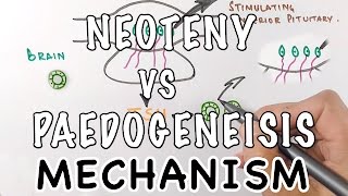 Neoteny Vs Paedogenesis  Mechanism of Neoteny [upl. by Aieki]