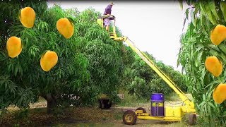 Mango Harvesting Machine  How to Mango Picking  Mango Farm Agriculture Technology [upl. by Limaj343]