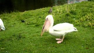 Pelican Eats Pigeon [upl. by Codel]