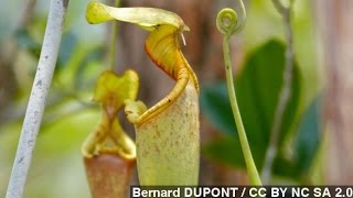 How Carnivorous Pitcher Plants Trap Their Prey [upl. by Beckman]