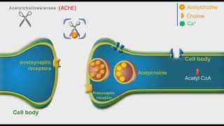 Cholinergic Neurons animation [upl. by Monti]