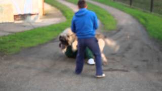 caucasianshepherdeurope KAVKASKI OVČAR Maljchik Balkan Master 22months old  attack1 [upl. by Labotsirhc]