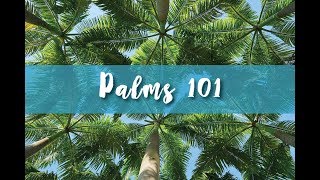 Palms 101 Part 2 [upl. by Lamak828]