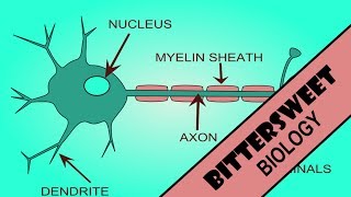 Action Potential Explained  The Neuron [upl. by Zorine]