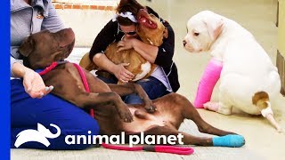 3 Of The Cutest Dog Moments Ever  Pit Bulls amp Parolees [upl. by Annaiviv]