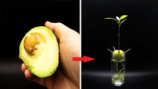 Growing AVOCADO Tree Time Lapse  127 Days [upl. by Yeldnarb]