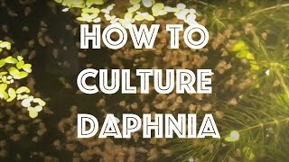 How To Culture Daphnia Magna [upl. by Ciccia795]