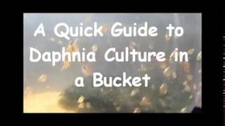 How to culture daphnia outside [upl. by Ulani]