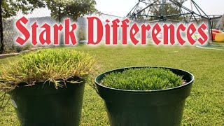 Bermuda Grass vs Zoysia UP CLOSE amp In The WRONG Climate [upl. by Ayres350]