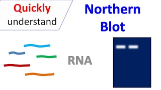 Northern Blot [upl. by Inttirb]