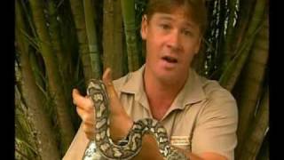 Steve Irwins Wildest Animal Encounters Part 1 [upl. by Orfinger]