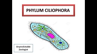 Phylum CiliophoraProtozoa [upl. by Enilrek]