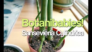 Sansevieria Cylindrica Snake Plant How to Harvest the Babies [upl. by Aroon]