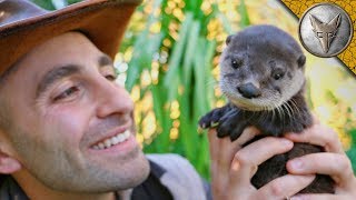 Cutest Baby Otter EVER [upl. by Palocz]