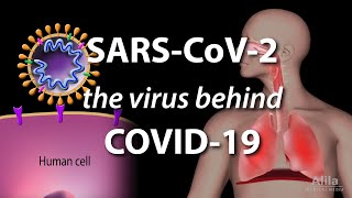 Understanding the Virus that Causes COVID19 Animation [upl. by Drewett]