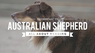 AUSTRALIAN SHEPHERDS ALL ABOUT HERDING [upl. by Niac765]