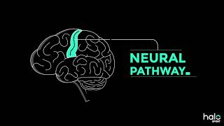 The Neuroscience of Learning [upl. by Uttica]