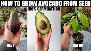 How to Grow Avocado From Seed  100 GERMINATION [upl. by Mcnutt]