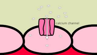 How does Amlodipine work [upl. by Annot]