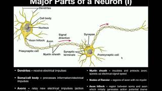 Anatomy  Parts of a Neuron with Microscope Image [upl. by Dimitry]