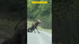 Bear attack on baby moose😯😯  Grizzly bear vs moose  Grizzly bear kill moose [upl. by Greer]