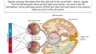 Perception 31 Eye to brain [upl. by Novi]